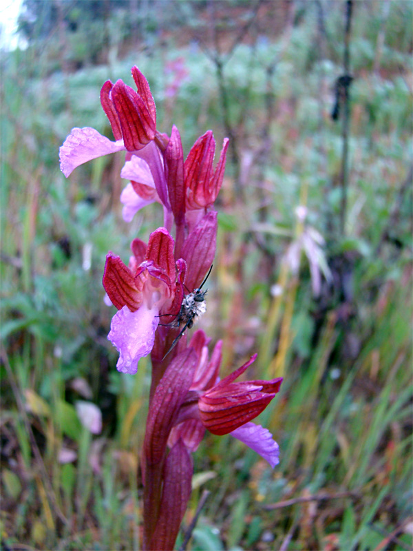 Orchidee spontanee da identificare